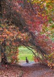 Hippity Hop Into Autumn ! (Wayne Pearson) - Muzeo.com