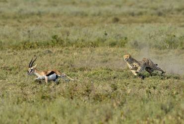 Hunting (Giuseppe Damico) - Muzeo.com