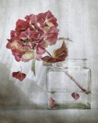 Hydrangea (Mandy Disher) - Muzeo.com