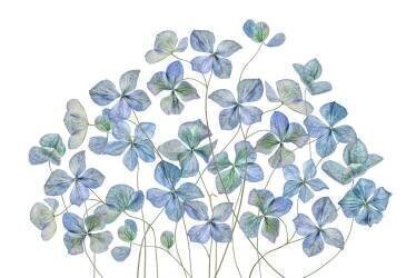 Hydrangea (Mandy Disher) - Muzeo.com