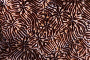 Hypnotic maze (Andrey Narchuk) - Muzeo.com