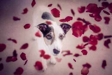 Il devrait pleuvoir des roses rouges pour moi (Heike Willers) - Muzeo.com