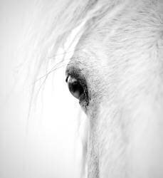 Œil d'un cheval (Alex Zhao) - Muzeo.com