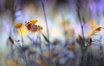 In a meadow (Heidi Westum) - Muzeo.com