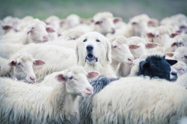 In disguise (Adrian Popan) - Muzeo.com
