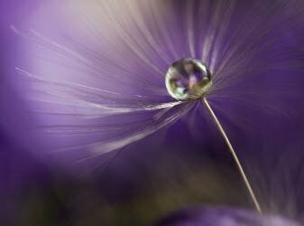 In shades of purple (Heidi Westum) - Muzeo.com