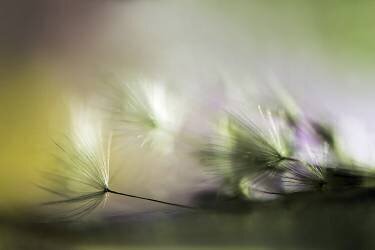 In the morning (Maryam Zahirimehr) - Muzeo.com