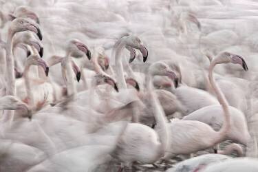In the Pink transhumance (Martine Benezech) - Muzeo.com