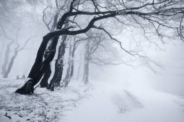 In the winter forest (Daniel Řeřicha) - Muzeo.com