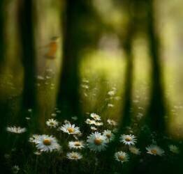 In the woods (Shenshen Dou) - Muzeo.com