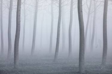 Into the fog (Fiorenzo Carozzi) - Muzeo.com