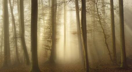 Into the Trees (Norbert Maier) - Muzeo.com