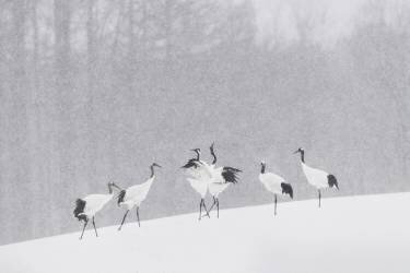 Japanese Cranes (Roberto Marchegiani) - Muzeo.com