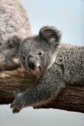 Jeune Koala (Gérard Lacz) - Muzeo.com