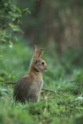 Jeune Lapin de Garenne assis dans l'herbe (Cyril Ruoso) - Muzeo.com