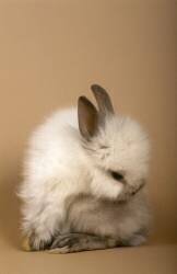Jeune lapin nain couleur siamois (Michel Gunther) - Muzeo.com