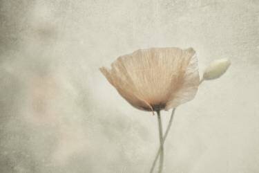 Jewel of nature (Gilbert Claes ) - Muzeo.com