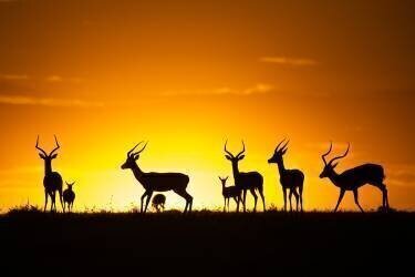 Just a sunset (Gorazd Golob) - Muzeo.com