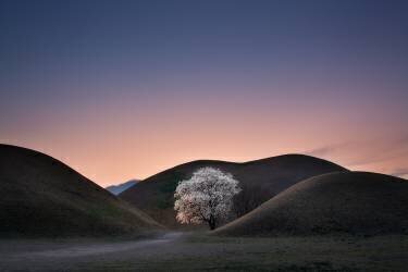 King's grave (Bmoon) - Muzeo.com