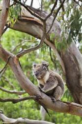 Koala au repos dans un Eucalyptus (Martin Zwick) - Muzeo.com