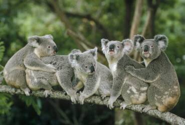Koalas assis sur une branche (Shin Yoshino) - Muzeo.com