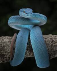 La magie bleue (Tantoyensen) - Muzeo.com
