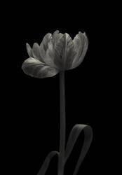 La manie des tulipes (Lotte Gronkjar) - Muzeo.com