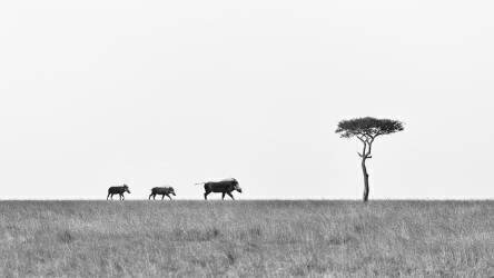La marche (Richard Liu) - Muzeo.com