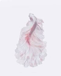 La robe blanche (Andi Halil) - Muzeo.com