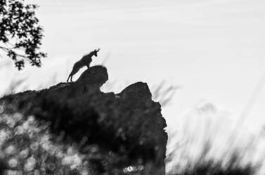 La sentinelle (Stefano Boffa) - Muzeo.com