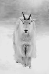 La sentinelle des neiges (Alex Zhao) - Muzeo.com