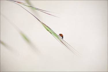 Ladybug (Anna Cseresnjes ) - Muzeo.com