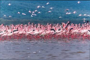 Lake Nakuru Flamingos (Jeffrey C. Sink) - Muzeo.com