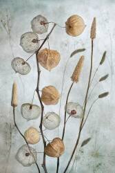 Lanterns (Mandy Disher) - Muzeo.com