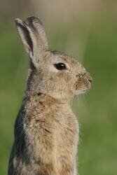 Lapin de Garenne en alarme (Fabrice Cahez) - Muzeo.com