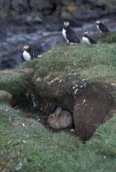 Lapin et Macareux moines sur une falaise côtière, Islande (Thierry Vezon) - Muzeo.com