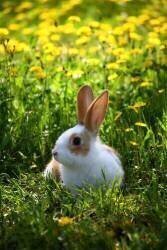 Lapin Géant Papillon (Eric Guilloret) - Muzeo.com