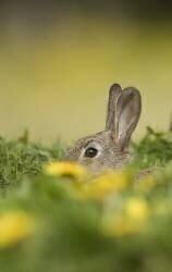 Lapin, Oryctolagus cuniculus (David Tipling) - Muzeo.com