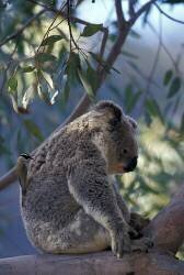 Le Méliphage et le Koala (Cyril Ruoso) - Muzeo.com
