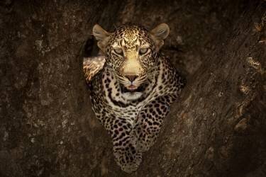Leopard Resting on a Tree at Masai Mara (Ozkan Ozmen) - Muzeo.com
