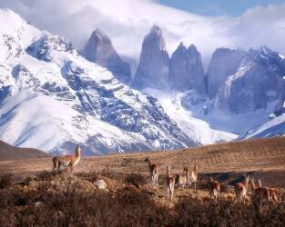 Les guanakos en Patagonie (Oleg Rest) - Muzeo.com