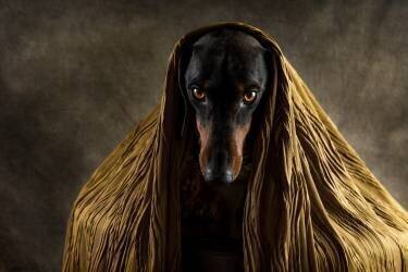 Les yeux d'or (Heike Willers) - Muzeo.com