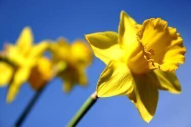Ligne de Jonquilles (Sarah O'Toole) - Muzeo.com