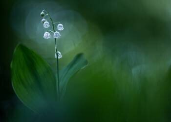 Lilly of the Valley (Petra Dvorak) - Muzeo.com