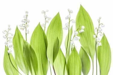 Lily of the valley (Mandy Disher) - Muzeo.com