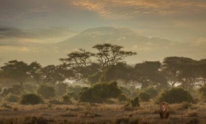 Lion (Panthera leo) mâle solitaire dans la savane avec le Kilimandjaro à l'horizon, Parc national Amboseli, Kenya (Angelo Cavalli) - Muzeo.com