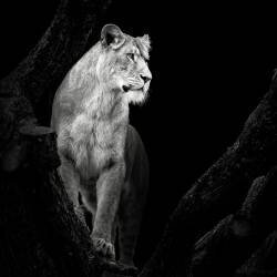 Lionne (Christian Meermann) - Muzeo.com