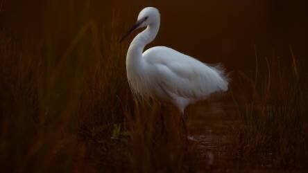 Aigrette garzette (David Manusevich) - Muzeo.com