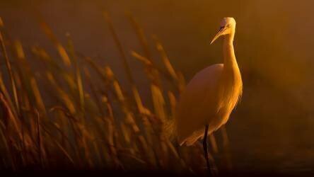 Aigrette garzette (David Manusevich) - Muzeo.com