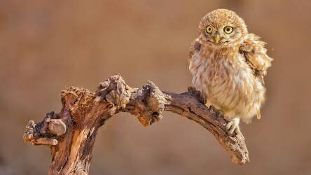 Little Owl (David Manusevich) - Muzeo.com